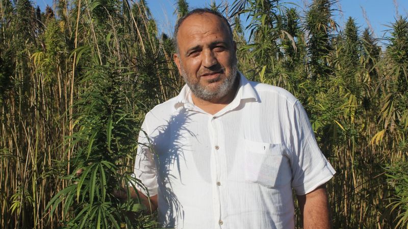 Samsun'da yerli ve milli kenevir hasadı başlıyor