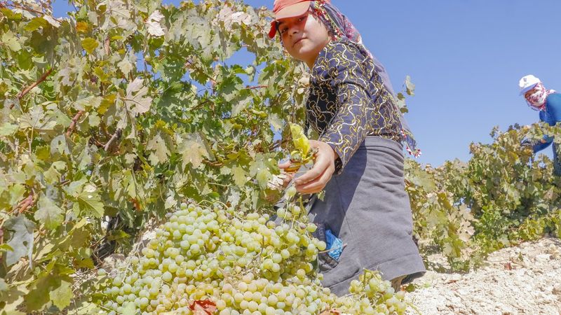 Mardin'de üzüm pekmezi telaşı başladı