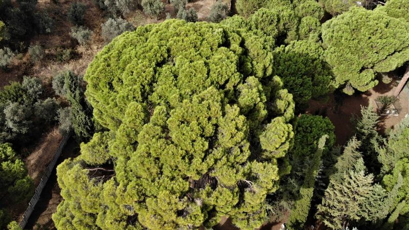 İngilizlerin topla yıkamadığı 700 yaşındaki tek kollu gazi hâlâ ayakta