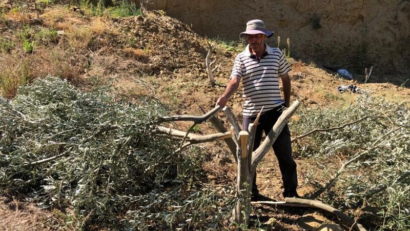 Manisa'da bahçesindeki 54 ağacı kesilip, kulübesine zarar verildi