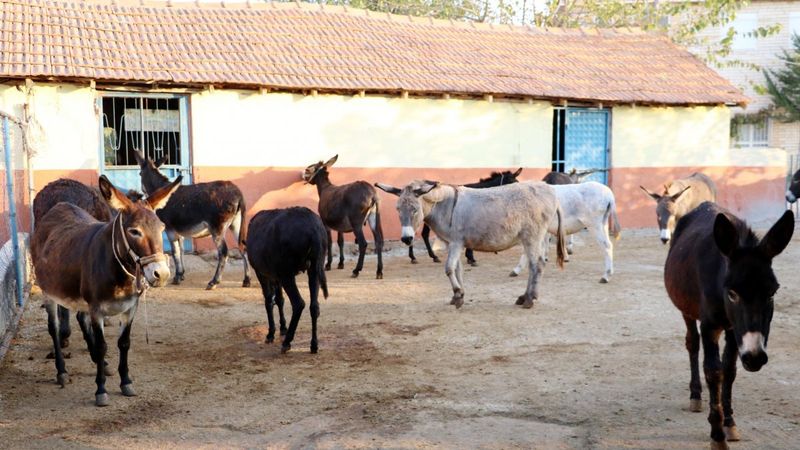 Eşek sütünde ölüm riski