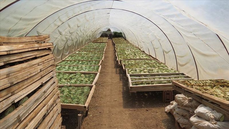 Tütün üretimindeki artış, ağustosta diğer ürünlerin önüne geçti