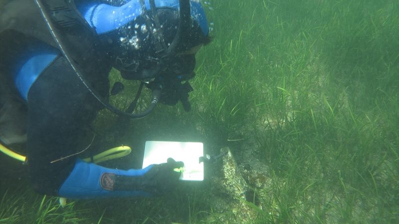 Akdeniz ve Ege'de deniz canlısı 