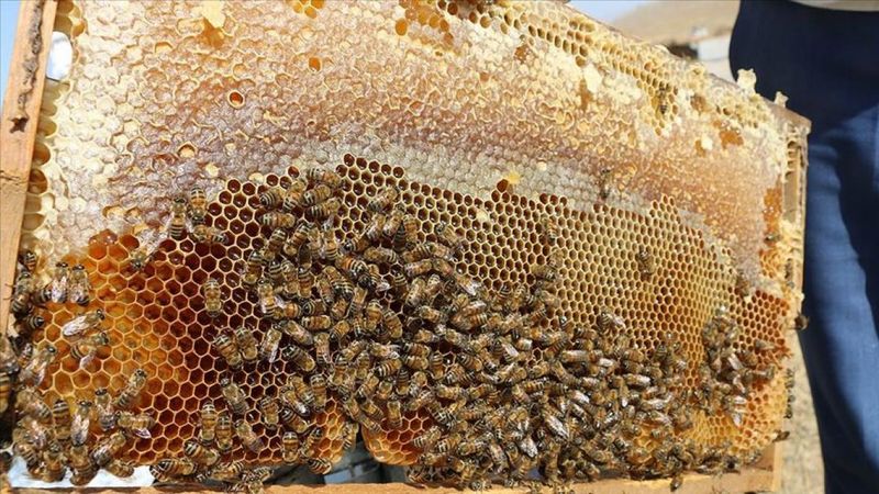 Bal ihracatından 18 milyon dolarlık gelir sağlandı