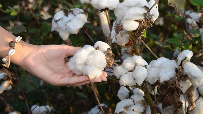 Pamuk, Güneydoğu'da üreticisinin yüzünü güldürdü