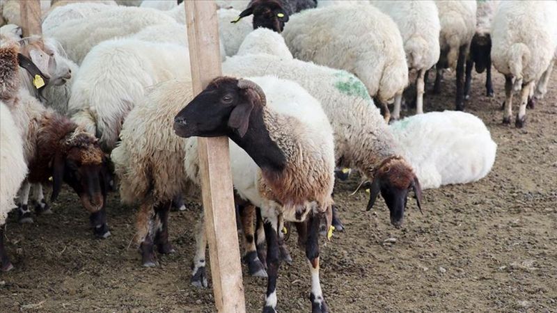 Van'da hayvancılık yapanlara kredi desteği verilecek