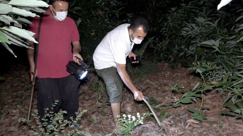 Antalya'da sabaha kadar tüfek ve sopayla avokado nöbeti tutuyorlar
