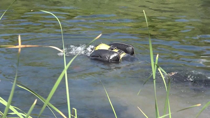 Kızılırmak Nehri'nde balık tutmak isterken suya düşüp, hayatını kaybetti