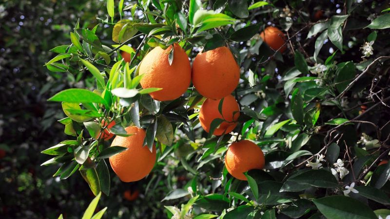 Koronavirüs narenciye ihracatını artırdı