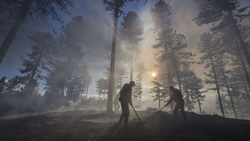 Yanan orman alanlarının yarısından fazlası ağaçlandırıldı