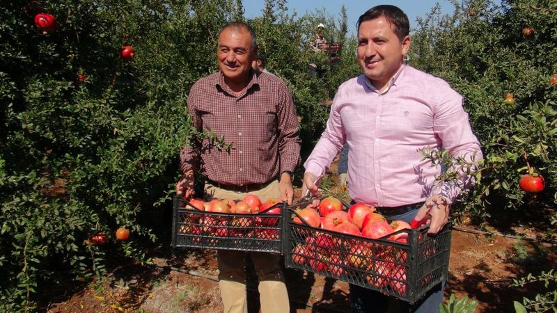 Kilis'te 'Hicaz narı' hasadı başladı
