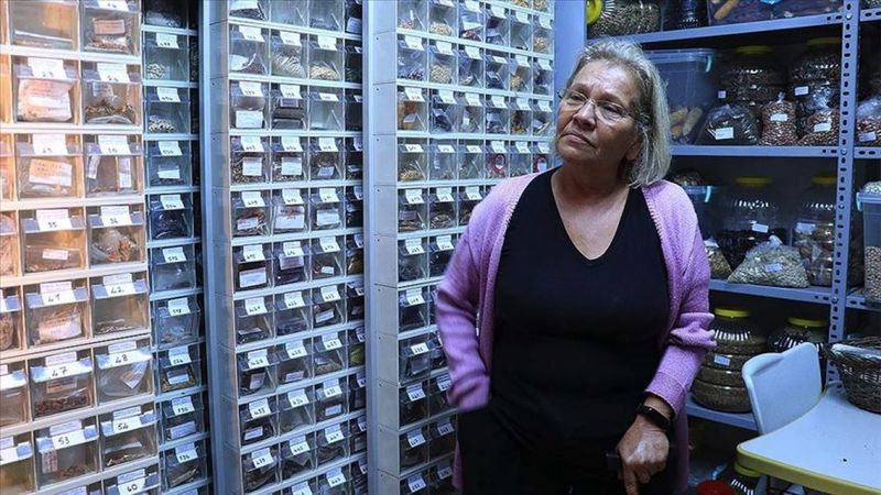 Kandıra'nın Nar Anne'si, 60 yılda 1200 ata tohum topladı