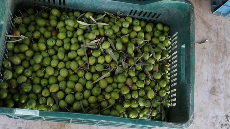 Yamalak Sarısı zeytini üreticileri dünyaca tanınmak istiyor