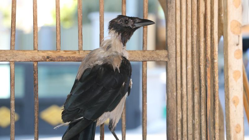 Antalya'da kedi gibi ses çıkaran karga, görenleri şaşırtıyor