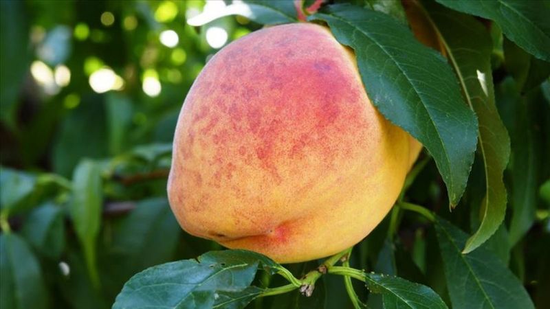 Lapseki, şeftalide diğer bölgeleri geride bırakıyor