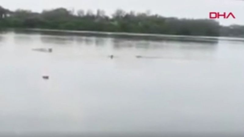 Meksika’da evsiz adamı timsah yedi