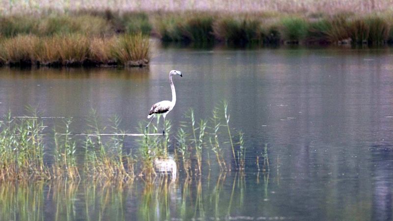 Demre’deki Çayağzı sulak alanında, 6 genç flamingo görüntülendi
