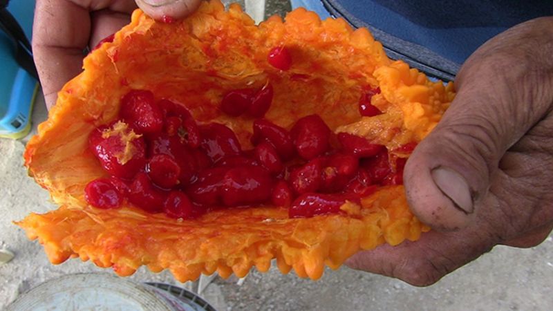 Kudret narı nedir, nasıl tüketilir? Kudret narının faydaları nelerdir?