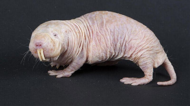 Çıplak kör fareler, yavruları çalıp köleleştiriyor