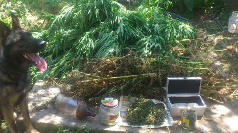 Didim'de ormanda uyuşturucu yetiştiren şahıs yakalandı