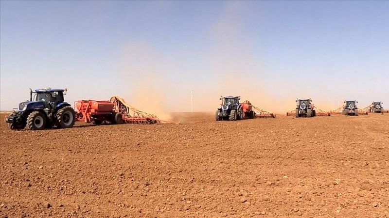 Mercimek ve yağlık ayçiçeği tohumundaki gümrük vergisi düştü