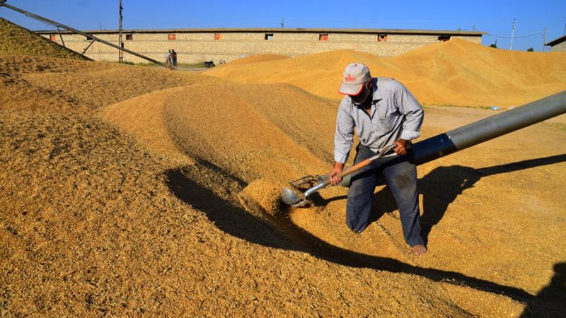 Koronavirüs salgını buğday üretimini artırdı