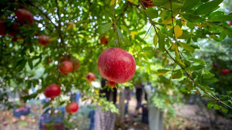 Batı Akdeniz'den 20 milyon dolarlık nar ihracatı yapıldı