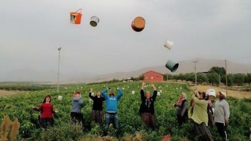 Tarlada sezon, kovalar havaya fırlatılarak kapandı