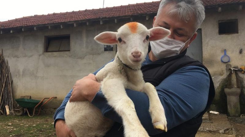 Kocaeli'de çakalın boğazından yakaladığı kuzuyu kurtardı