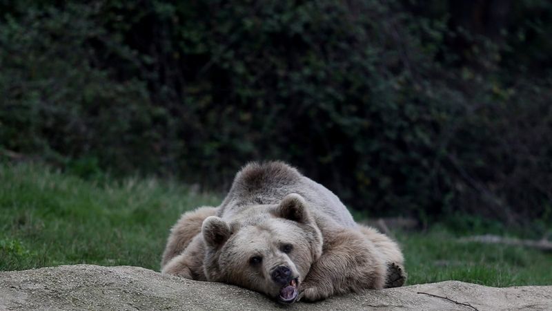 Bursa’da bakım iyi olunca ayılar kış uykusuna yatmıyor