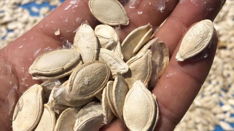 Afyonkarahisar'da kabak çekirdeği üreticisinin yüzünü güldürdü