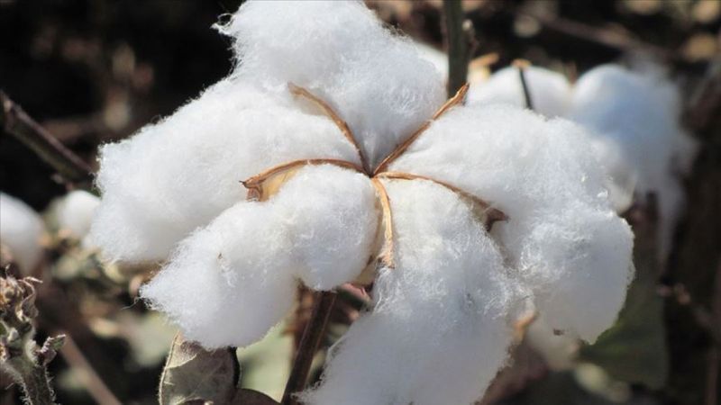 Türk pamuğuna talep artışı