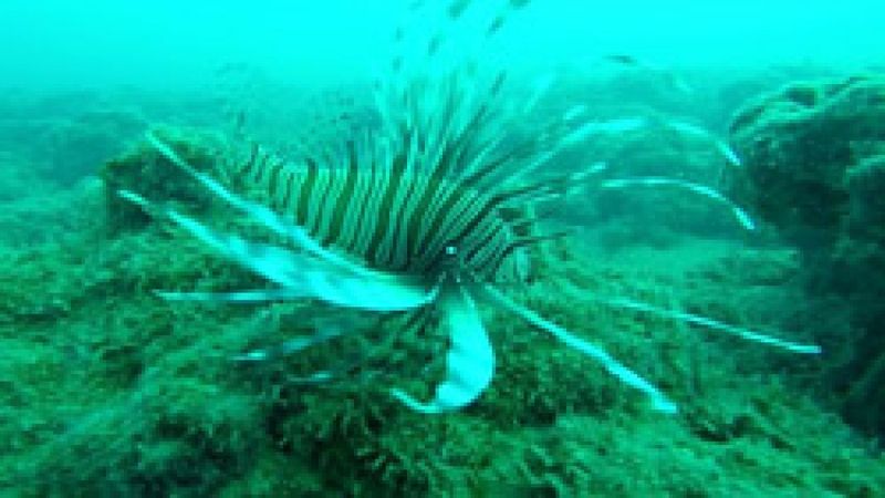 Akdeniz'i istila eden Aslan balığı, kısmi felç yaşatıyor
