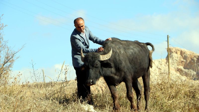 Hakkari'de destekle başladığı mandacılıkta, süt siparişlerine yetişemiyor