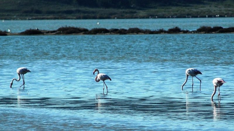 Flamingolar Bodrum’a çok erken geldi