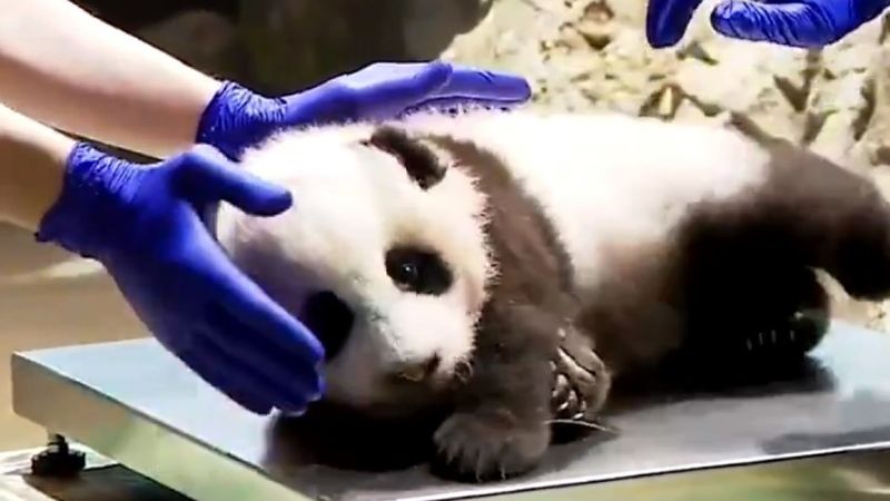 ABD’de sağlık kontrolünden geçen panda