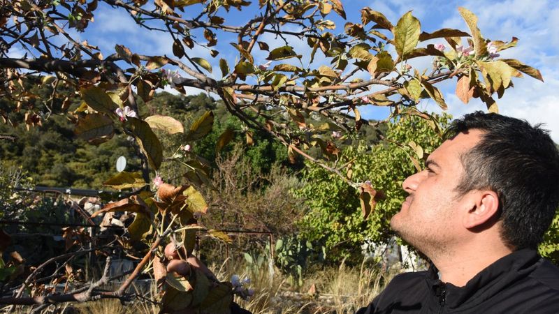 Demre'de ağaçlar sonbaharda çiçek açtı