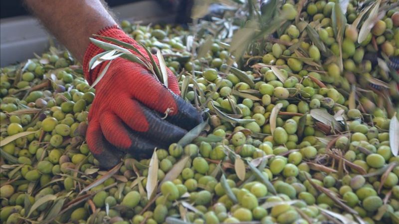 Tarımsal girdi fiyat endeksi eylülde arttı
