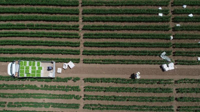 Çiftçiler 'model üretim'le daha fazla verim alıyor