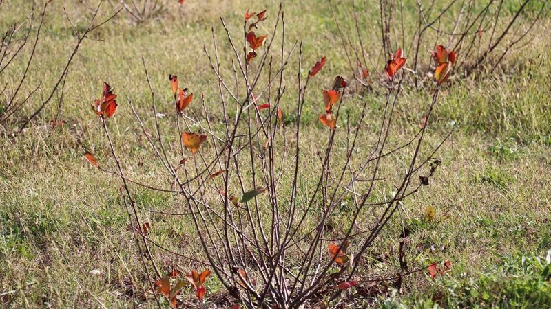 Yalova aronya üretiminin merkezi olmaya aday