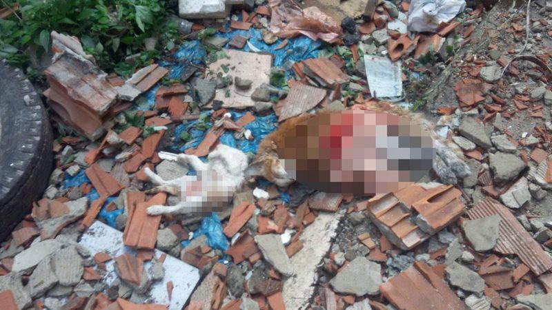 Eyüpsultan'da 4'ü yavru 7 kedi parçalanmış halde bulundu