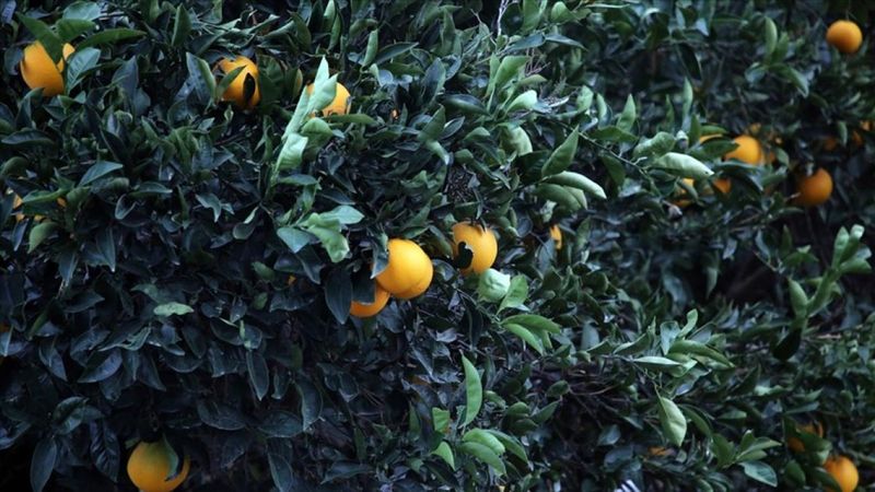 Narenciyede sıcaklık zararı TARSİM kapsamına alındı