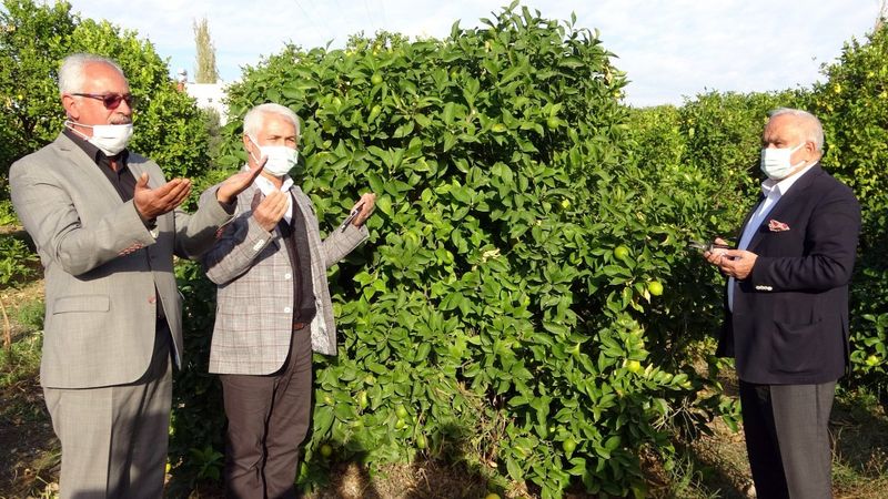 Mersin'de Lamas limonu hasadı bereket duaları ile başladı