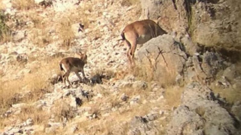 Türkiye'nin Biyolojik Çeşitlilik Haritası oluşturuldu