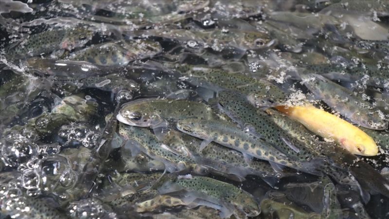 Su ürünlerinde destek miktarları açıklandı