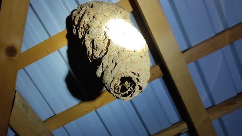 Rize'de evinin çatısında dev yaban arısı yuvası buldu