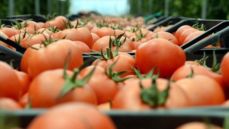 Kasım ayının zam şampiyonu domates oldu