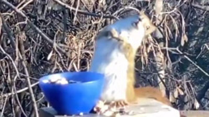 Fermente olmuş armut yiyen sincap sarhoş oldu