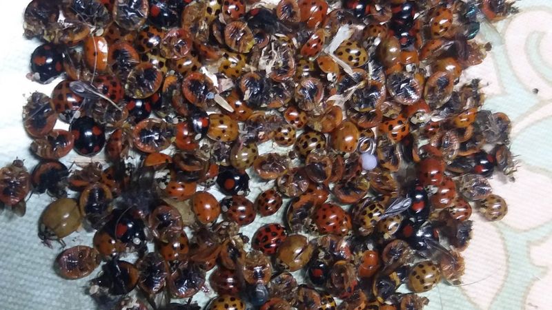 Çamlıhemşin’deki 6 mahalleye, uğur böcekleri dadandı