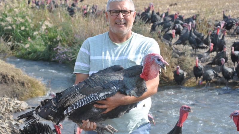 Yılbaşı öncesi hindiler satışta: En pahalısı 250 lira